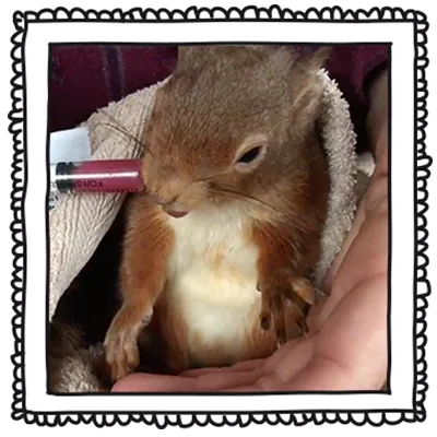 squirrel
