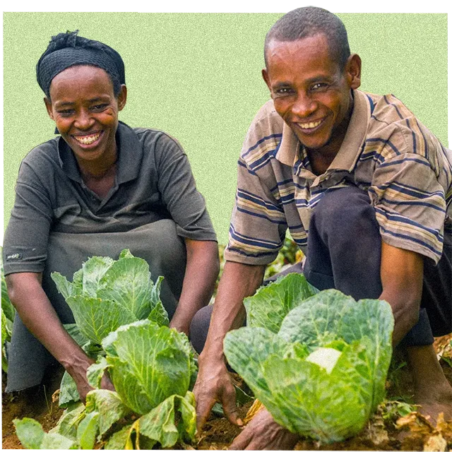 farmers planting and harvesting fruit and veg